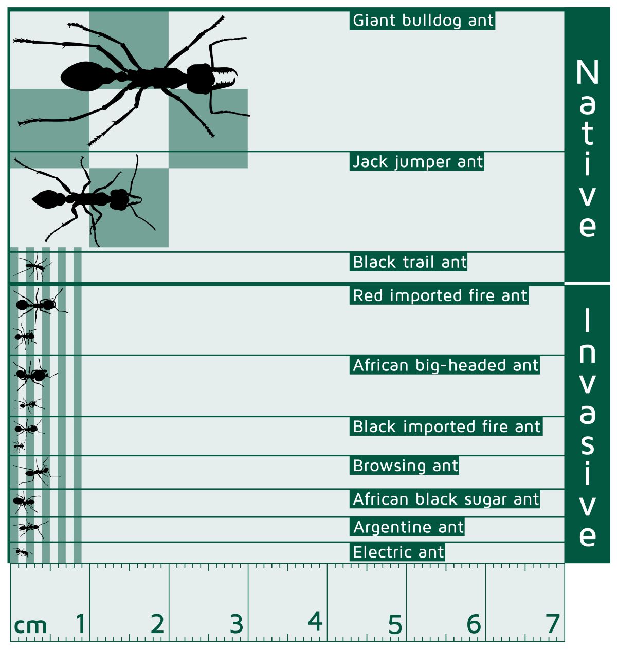 Chart showing comparison of ant species sizes. From largest to smallest: giant bulldog ant &up to 3 cm long); jack jumper ant; red imported fire ant; African big-headed ant, browsing ant and black trail ant; black imported fire ant and African black sugar ant; Argentine ant; electric ant (about 3 mm long).