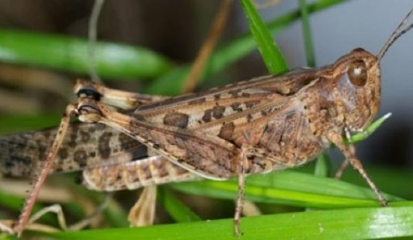 Brown coloured Australian plague locust