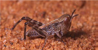 Dark brown Australian plague locust first instar hopper.