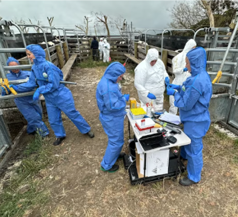 Diagnostics staff in personal protective equipment carrying out diagnostic testing in a stockyard.