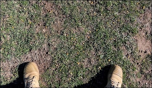 View looking down at grassy pasture with the toes of a pair of work boots visible at the bottom of the frame.