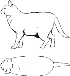 Drawing of a obese cat, description to follow