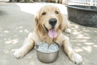 Dog lying over metal bowl of ice, tongue out