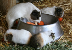 4 guinea pigs around a metal feeding bowl eating carrots