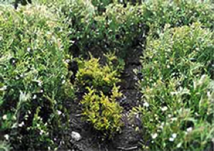 Photo of healthy lentil plants surrounding much smaller infected plants.