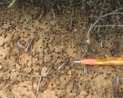 Adult locusts laying eggs will leave drill holes in the ground