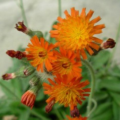  Cluster of orange hawkweed flowers with square-ended petals