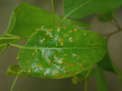 Leaf with red-brown spotted infection