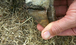 Close-up of a hand holding a hoof where the bone has separated from the hoof  