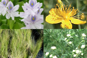 Close ups of invasive weeds such as the parthenium weed and the serrated tussock