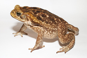Adult cane toad