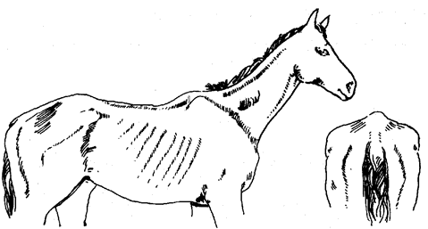 Diagram of horse in poor condition, described in text to follow