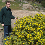 Man standing in front of yellow flowering Boneseed shrub 
