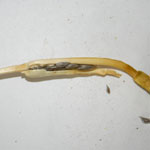 Pod and seeds of Cape tulip (two-leaf)