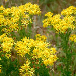 Yellow flowers of Ragwort