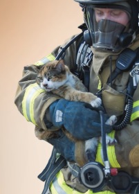 Firefighter holding cat, orange sky in background