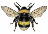 Large earth bumblebee Bombus terrestris worker is smaller than queens and drones but bigger than the European honey bee
