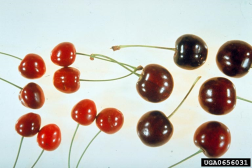 Side-by-side comparison of infected cherries that are smaller and a lighter red next to healthy cherries that are larger and a darker, richer red