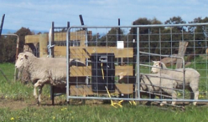 Ewe passing through a narrow gap constructed in a paddock fence with lambs following closely behind