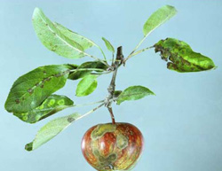 Apple and leaves with scab