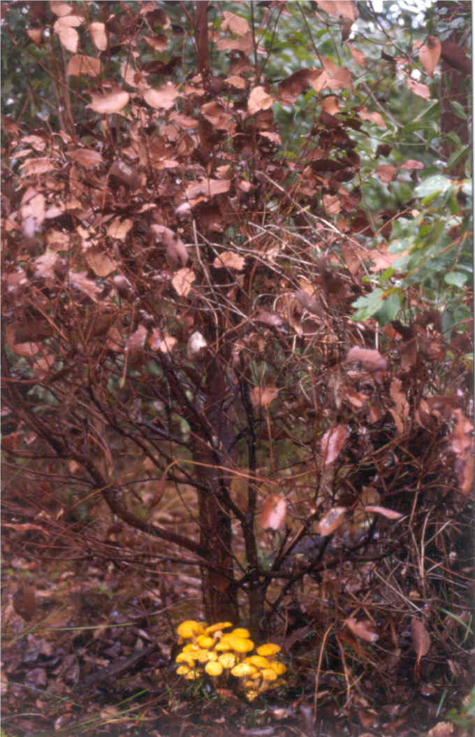 Tree with brown leaves with a cluster of toadstools growing around the base