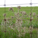 Soldier thistle behind wire fence