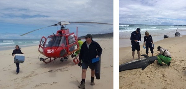 Officials arriving on the beach in a helicopter