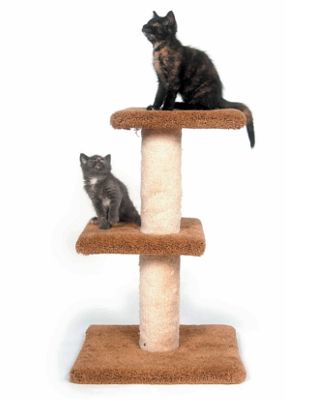 Two kittens sitting on scratching post tower