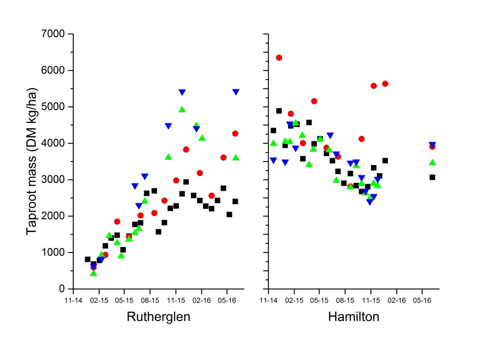 Two scatter plots, one for Rutherglen and one for Hamilton, both with Taproot mass on the vertical axis (in DM kg/ha) and date on the horizontal (14 November to 16 May). Data points are plotted for each of the 4 treatments: SR,LR,NS,NSF