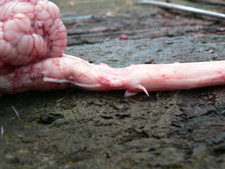 Photo of the top of a sheep's spinal cord and part of the sheep's brain