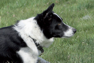 Border collie working dog lying on the grass