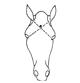 Diagram showing two intersecting diagonal lines from the ear on one side of the horse to the eye on the other side. The bullet needs to go in just above where the two lines intersect.
