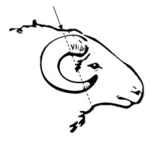 Diagram showing the position the bullet needs to go through the horned sheep or ram's head to humanely kill as described in the text to follow