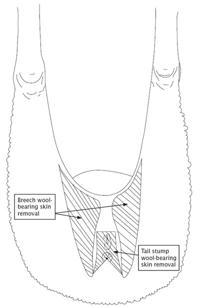 Diagram showing breech wool-bearing skin removal area and tail stump wool-bearing skin removal area as described in text