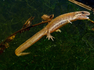 Newt with mouth open on tree branch 