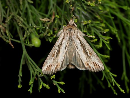 Photo of adult southern armyworm moth sitting on a branch of a plant.