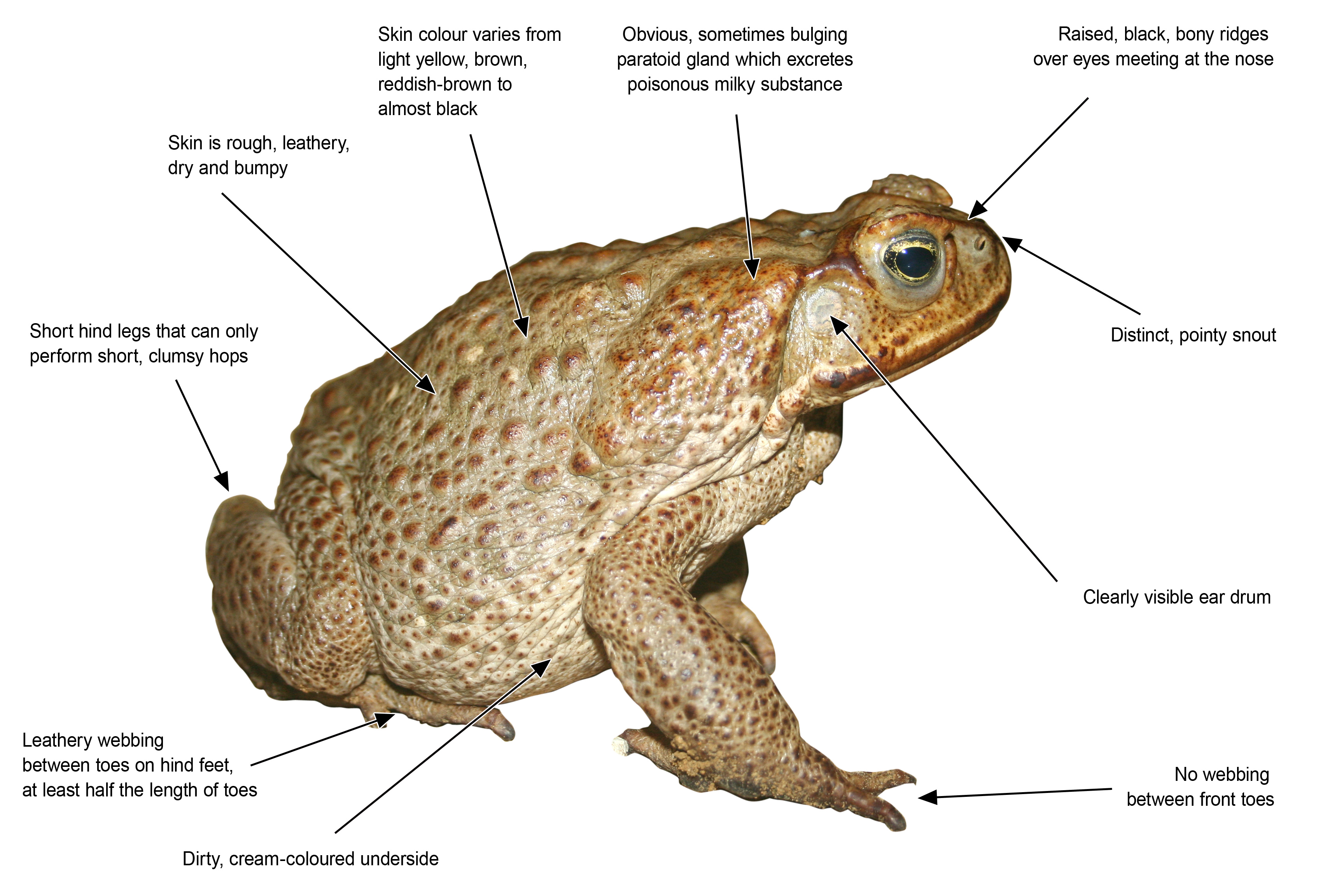  Diagram of cane toad characteristics described in text to follow