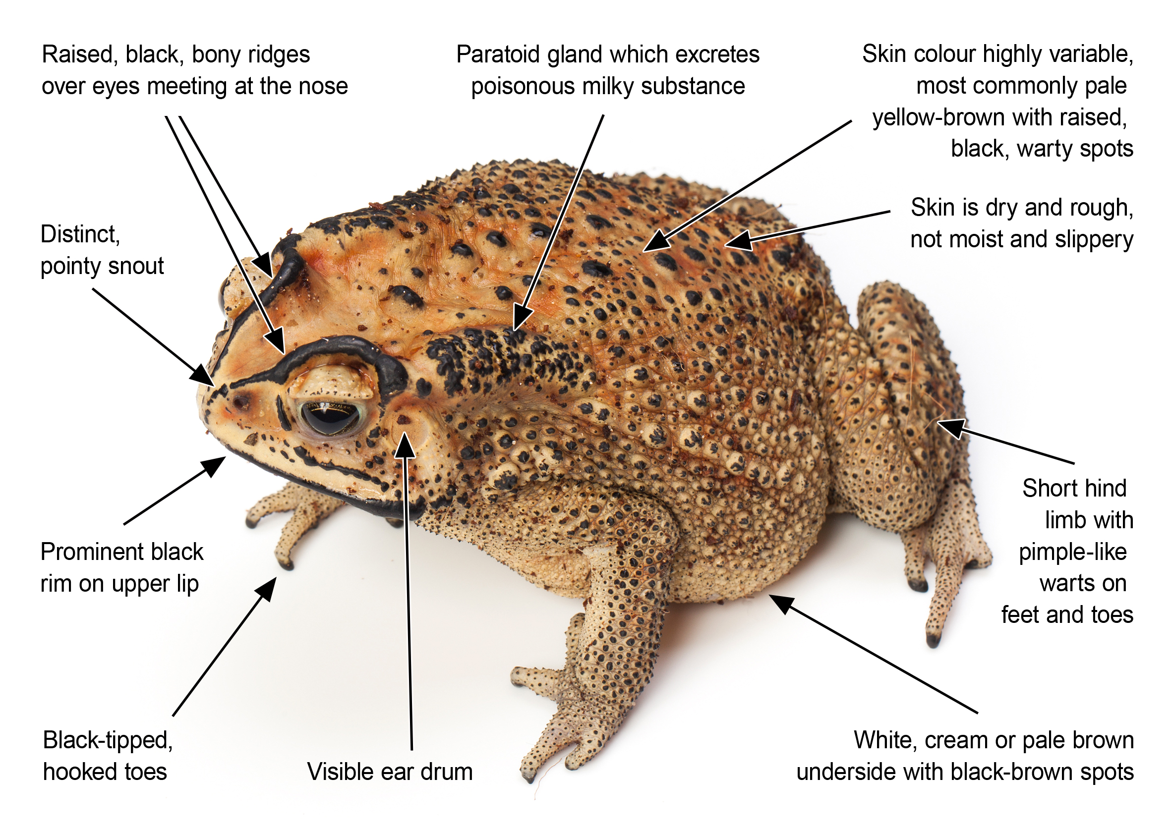 Diagram showing characteristics of the Asian black-spined toad as described in the text to follow