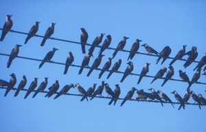 Three lines of crows sitting on powerlines