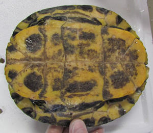 Underside of turtle shell, yellow and dark green markings