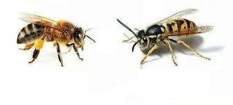 The honey bee is fuzzier, rounder and more yellow. The european wasp is flatter and more black than yellow.