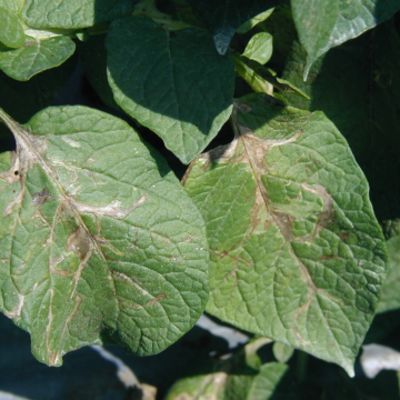 Damage to potato leaves caused by leafminer