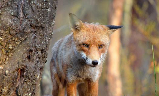 Red fox with white face markings in the forest