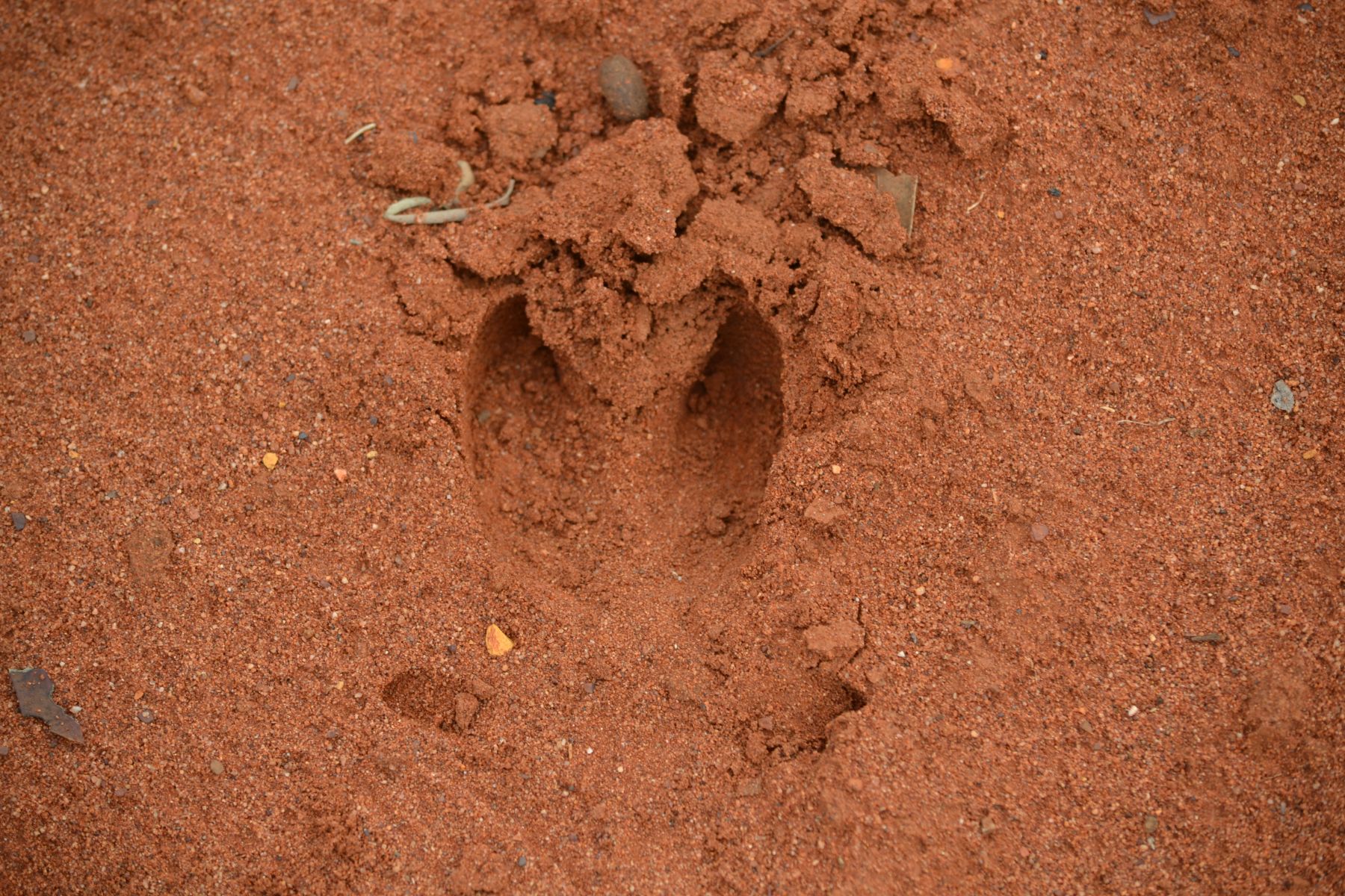 Feral pig print in soft sand with dew claw impressions at the rear of the print.