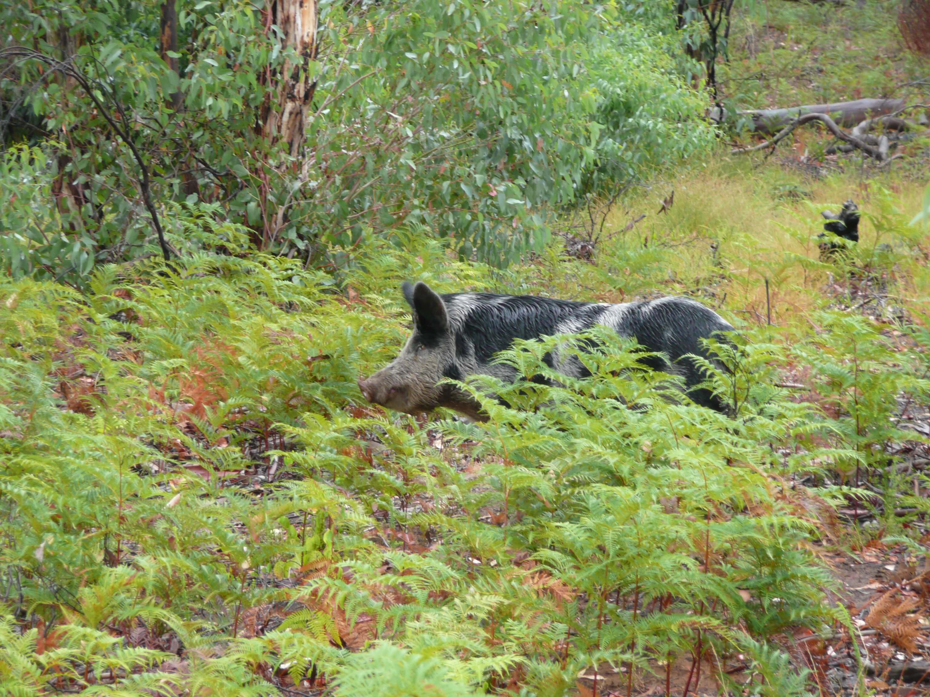 Feral pig partially camouflaged by shrubbery