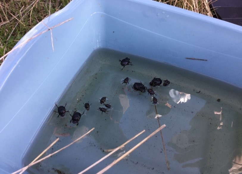 A dung beetle trap with dung beetles floating in water