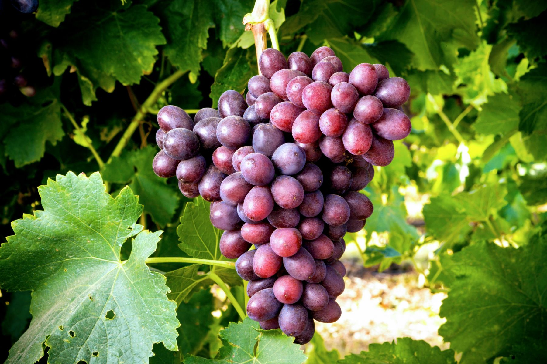 Red table grapes on the vine.