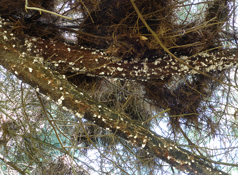 Photos of pine tree branches covered in white wax spots secreted by giant pine scale