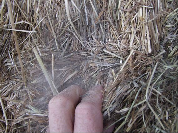 Hand opening section of hay bale to show mould as result of baling when too wet