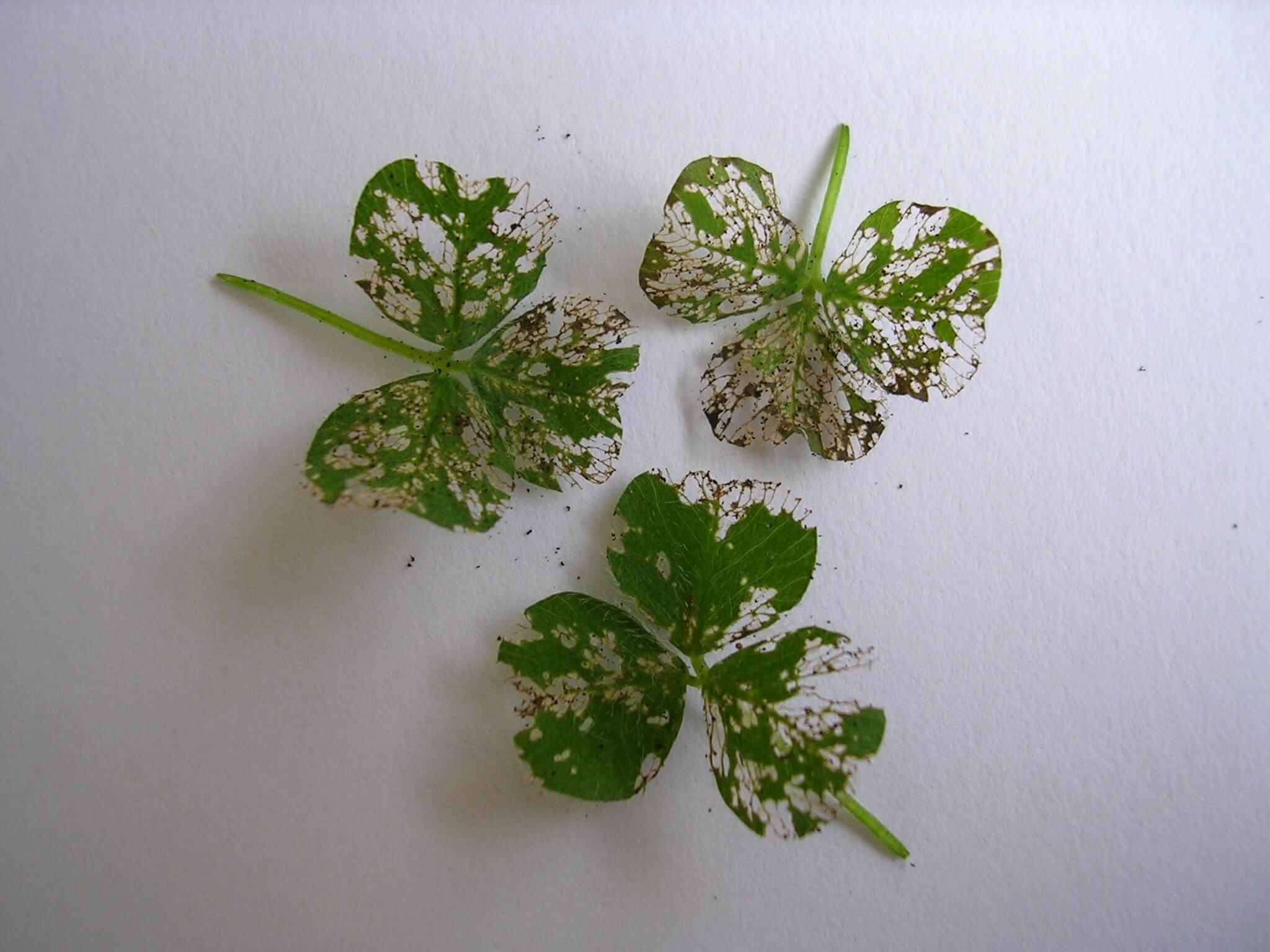 Photo showing feeding damage caused by lucerne flea to clover leaves, which are holes in the leaf tissue. 